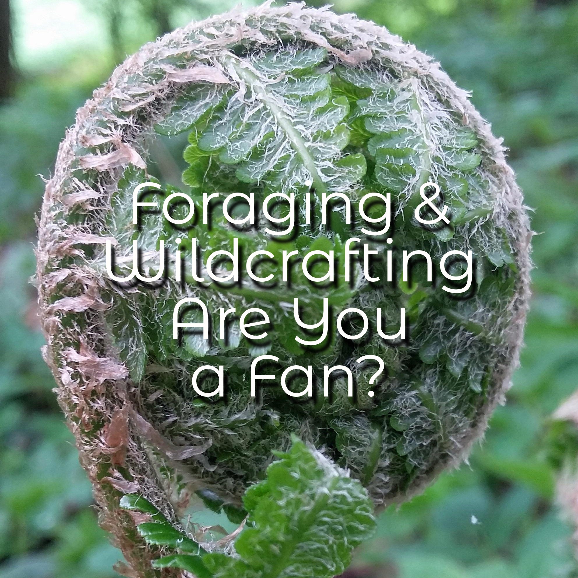 Foraging and Wildcrafting, Are You a Fan?