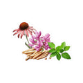 Herbal Wellness Sticker — Echinacea Kiss-Cut Floral Decal